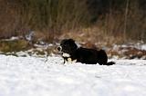 BORDER COLLIE 1143